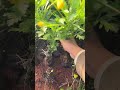 Wood Chrysanthemum Small Pack – Easy Seedling Cultivation & Bloom Check