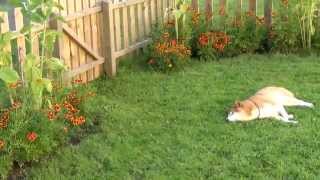 My Patio And A Lazy Amigo