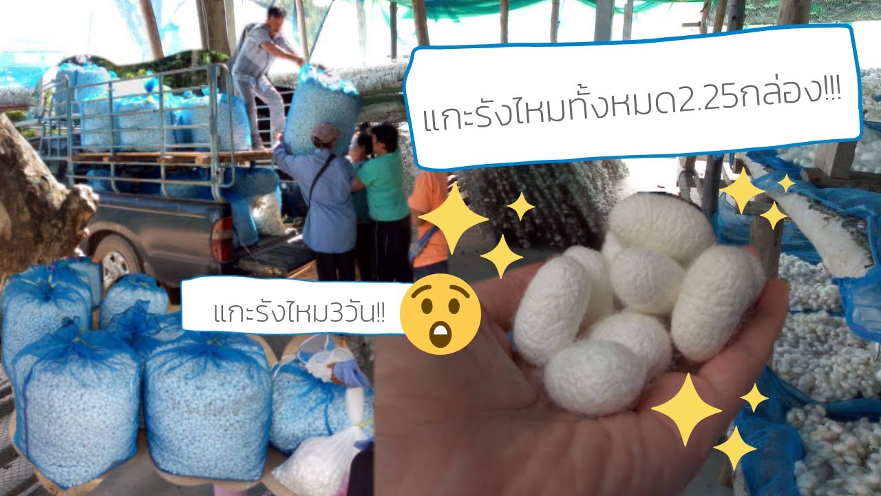 [#03 - บ้านฉันเลี้ยงไหม ] แกะรังไหม ปั่นใยไหมทั้งหมด 2.25 กล่อง เยอะมากกก
