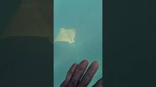 Swimming with a Duckbill ray #capetown #falsebay #spearfishing #southafrica