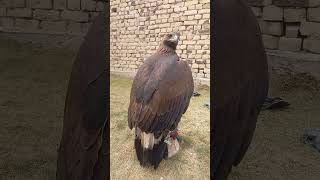 Golden Eagle #eagle #video #hunterzehri #birdofprey