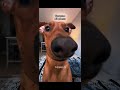 Doberman