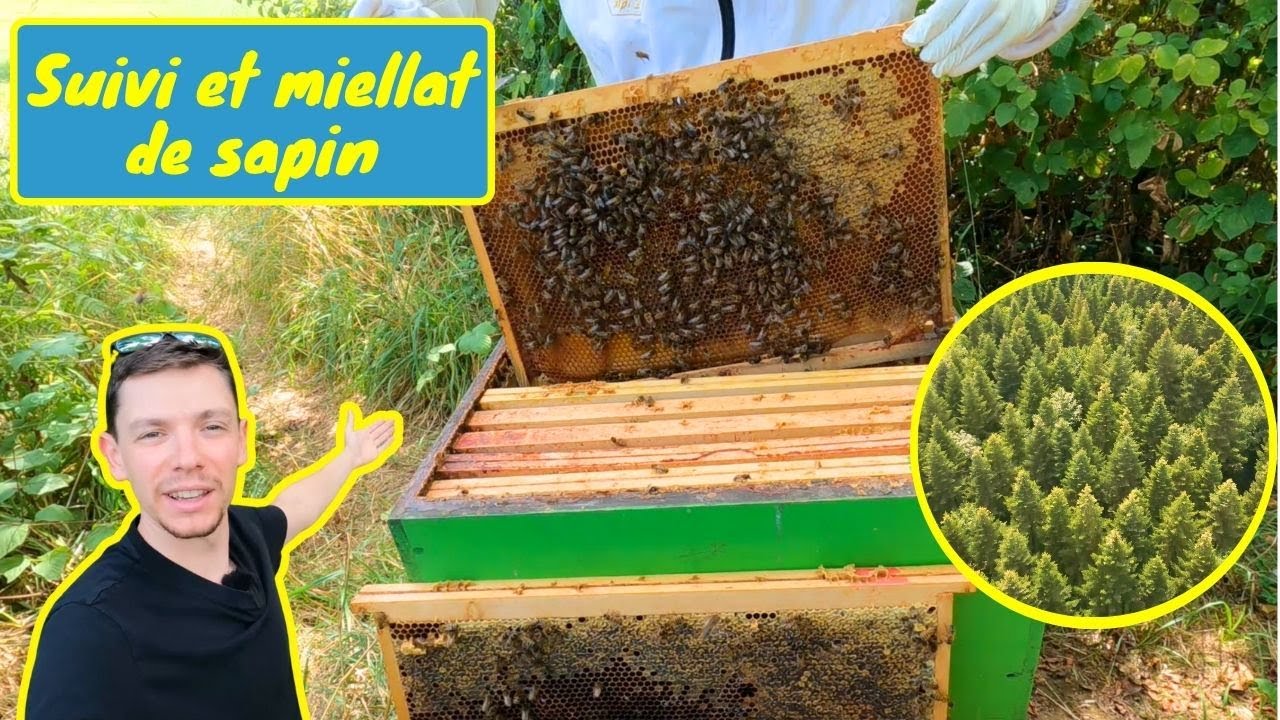 Vérification de la production de MIELLAT de SAPIN, remplissage hausse/intro RF en cette fin juillet