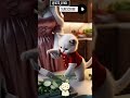 “When a Mom Cat Teaches Life Skills 🥹🐾”#trendingshort #CuteCats#CatShorts #YouTubeShorts#ViralShorts