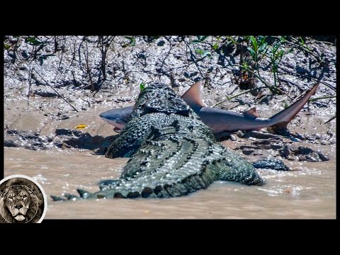 SALTWATER CROCODILE - Predatory Killer, Attacking Humans, Tigers and even White Sharks