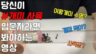 입문자를 위한 개미 사육 기초