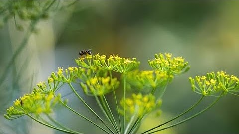 Hoverfly Close-Up Stock Video