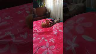 #foryou#cat#viralvideo#kitten#funnyvideos#viral#video#floflow@ what happened  Sami samira 😻🤗