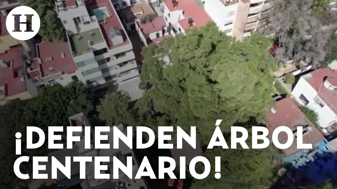 ¡Por la defensa de Eugenio! Vecinos se oponen a la tala de fresno de ...