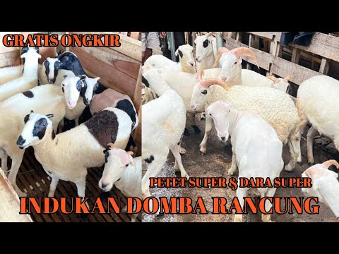 Harga Domba Garut Lepas Sapih
