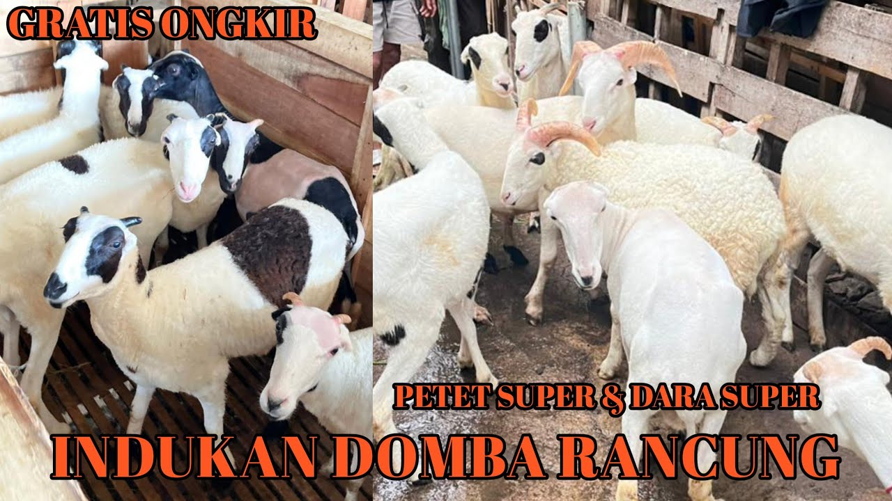 Harga Domba Garut Dara dan Indukan Bertanduk Super Petet Jantan Murah Domba Garut Gratis Ongkir