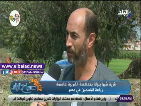 صدي البلد إبراهيم العدل قرية شبرا بلولة تنتج 5 طن يوميا من الياسمين