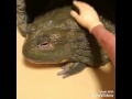 大きくなったアフリカウシガエル Big and pretty African bullfrog