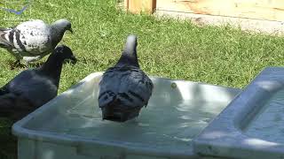 Pigeons Sunbathing and Water Bathing in the summer heat 2020 August