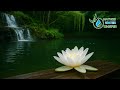 Beautiful Relaxing Music 🌿 Nature Sounds for Deep Sleep, Stress Relief &amp; Anxiety Healing
