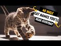 40 Most Common Cat Names You’ll Hear Everyday - MOST POPULAR MALE CAT NAMES