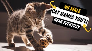 40 Most Common Cat Names You’ll Hear Everyday  MOST POPULAR MALE CAT NAMES