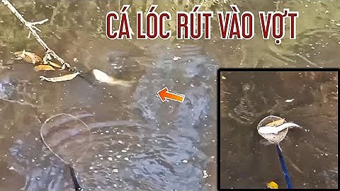 Kích cá vuông tôm | kích cá lóc trong ao tôm KXTT SÁU BẢY TÁM