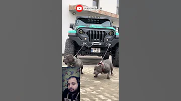 أشرس كلاب البيتبول 