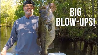 Fishing The Ocklawaha River For Fall Trophy Bass Using Wild Shiners