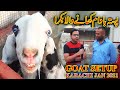 Goat Setup Desi breeds Down and Phelwan Breeders Goat Eating Pista Padam