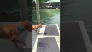 Shady Dock