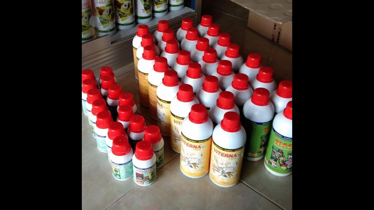 KESAKSIAN BERTERNAK KAMBING JENIS GEMBEL | 087739249641| CARA