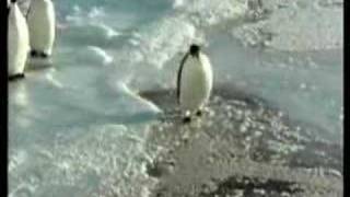 stupid penguin
