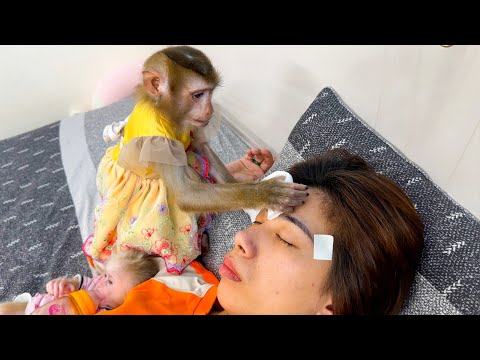 Monkey Kaka covers mom with a wet towel when her forehead is hot