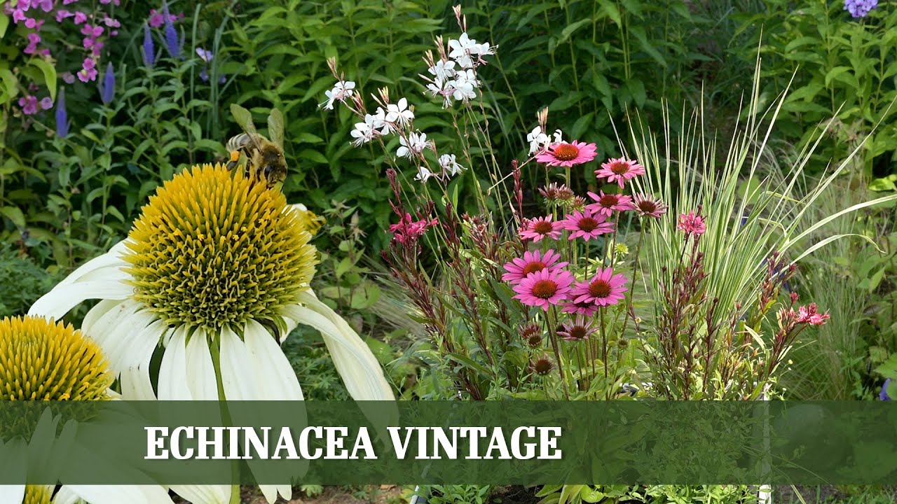 Kübelpflanzen-Geheimtipp: die neue Echinacea Vintage Reihe