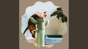 Excellent Backdrops for Keeping Cat Relaxed