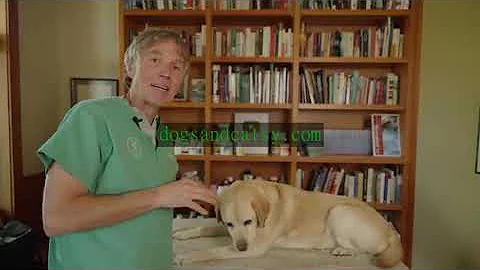 Part 1 Don’t Miss These 7 Silent Health Issues In your Senior Dog