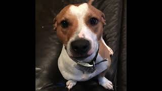 Huey invites you to Mutt Strutt