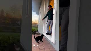 Sora 2 Vi̇deolari 17 Yaramaz Kedi̇ler