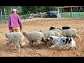 Пастушья работа австралийской овчарки с небольшим стадом овец