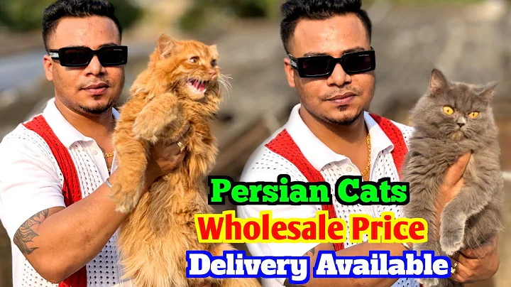 Video 8981451: cat breed persian doll, doll face persian cat, persian cat adoption