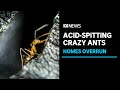 Crazy ant takeover sparks biggest-ever baiting blitz | ABC News