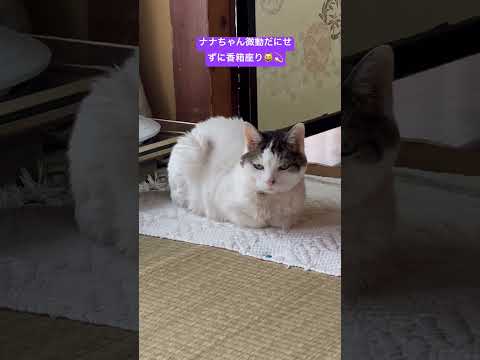 ナナちゃん微動だにせずに香箱座り😺💫#猫 #猫のいる暮らし いる暮らし #ナナちゃん #猫の日常 #cat #catvideos