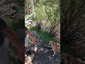 #roadtrip #easternsierra #dog #animals #forest #hiking #climbing #travel