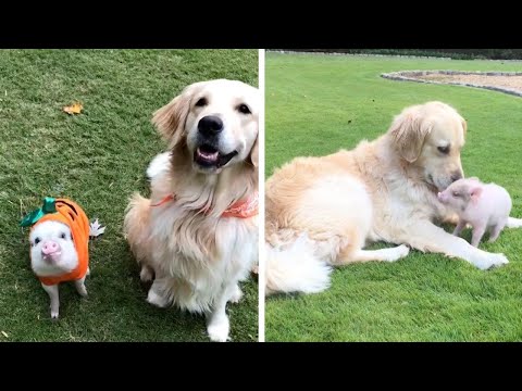 Piglet & Golden Retriever Are Best Friends