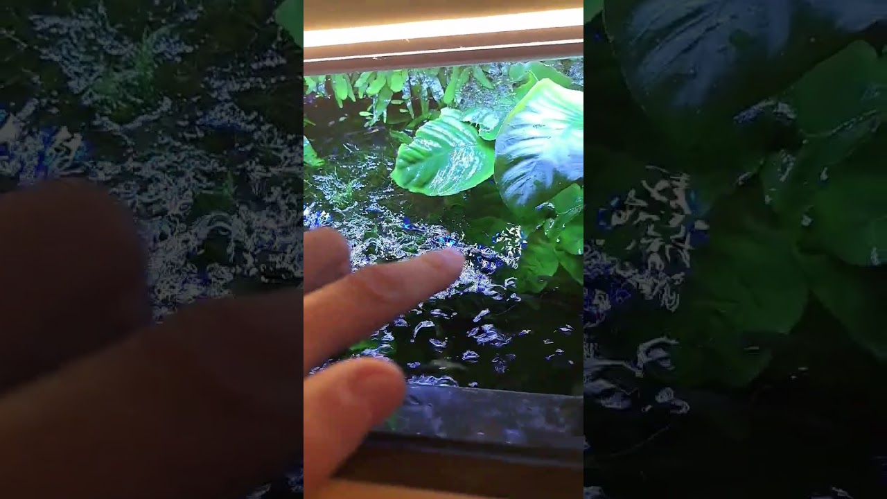 La mousse de Java pousse-t-elle vraiment partout et vite ? Réponse !