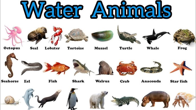 Reptiles and Amphibians Names In English & Hindi With Pictures | सरीसृप और  उभयचरों के नाम - YouTube