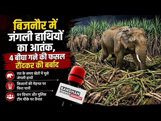बिजनौर में जंगली हाथियों का आतंक, 4 बीघा गन्ने की फसल रौंदकर की बर्बाद