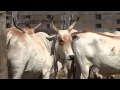 Vacas F1 Curraleiro Pe-Duro + Nelore da Embrapa Meio-Norte