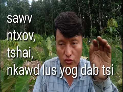 Video: Cawv yog dab tsi?