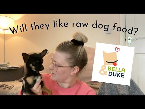 OUR CHIHUAHUAS TRY BELLA AND DUKE FOR THE FIRST TIME | PUPPY AND ADULT | OCTOBER 2021