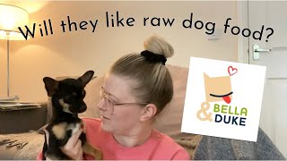 OUR CHIHUAHUAS TRY BELLA AND DUKE FOR THE FIRST TIME | PUPPY AND ADULT | OCTOBER 2021