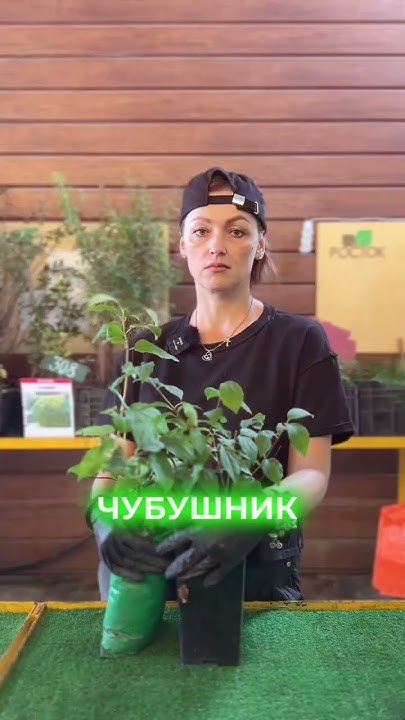 Создай уникальный забор #питомникрастений #саженцы #забор #сад #огород ...