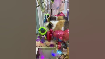 A Cute Grand Prize in the claw machine Part 18 #clawmachine #arcade #prize
