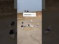 Sukoon Bhara Kabutar Scene ✨🕊️#shorts #kabutar #sukoon #pigeonlove #birdlovers #viralshorts 🕊️🔥